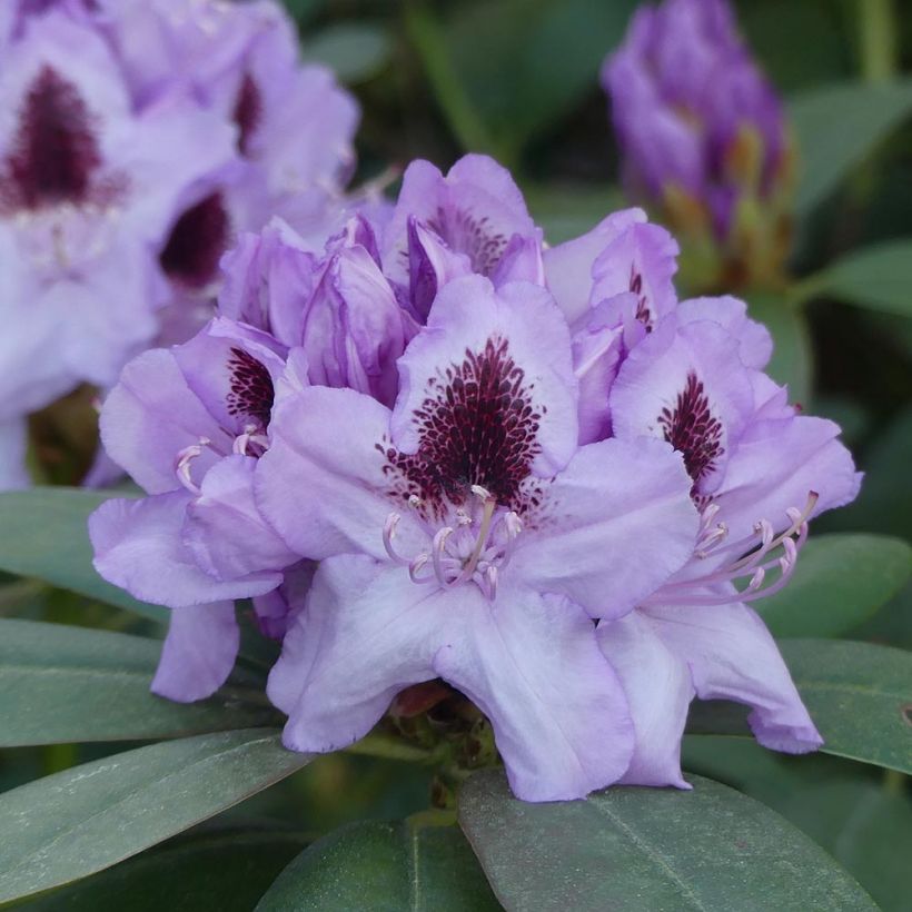 Rhododendron Blue Jay (Flowering)