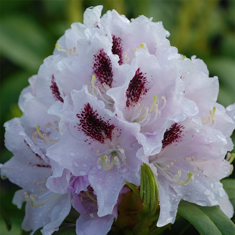 Rhododendron Calsap (Flowering)