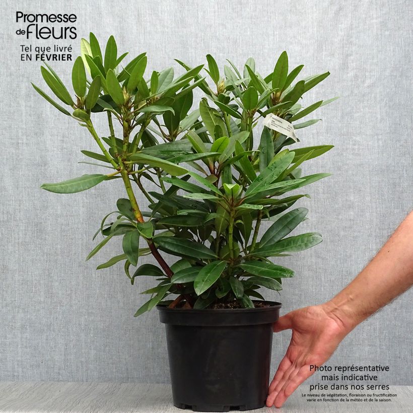 Rhododendron Calsap 4L/5L pot sample as delivered in autumn