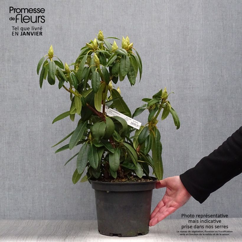Rhododendron Calsap 4L/5L pot sample as delivered in winter