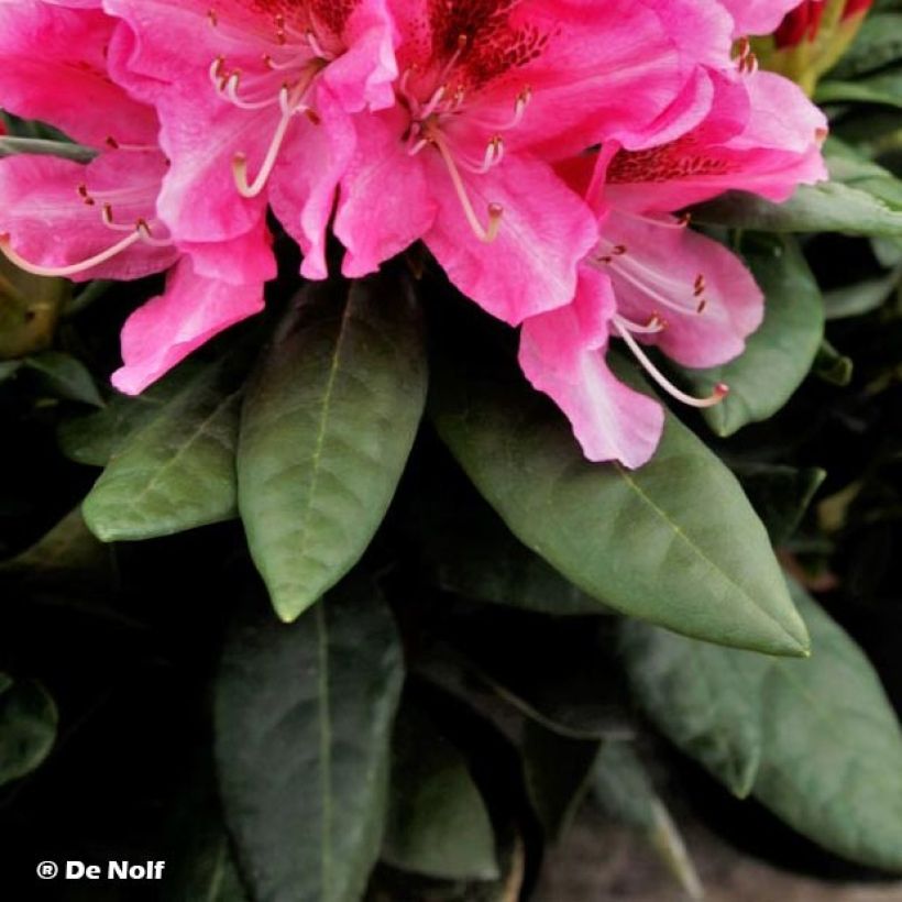 Rhododendron Cosmopolitan (Foliage)