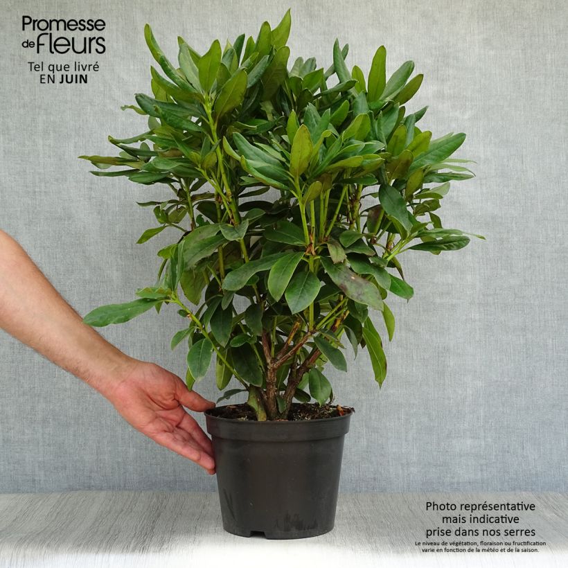 Rhododendron Cunninghams White 4L/5L pot sample as delivered in summer