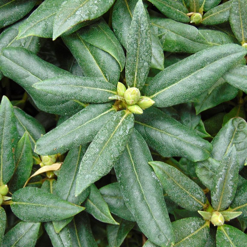 Rhododendron Dora Amateis (Foliage)