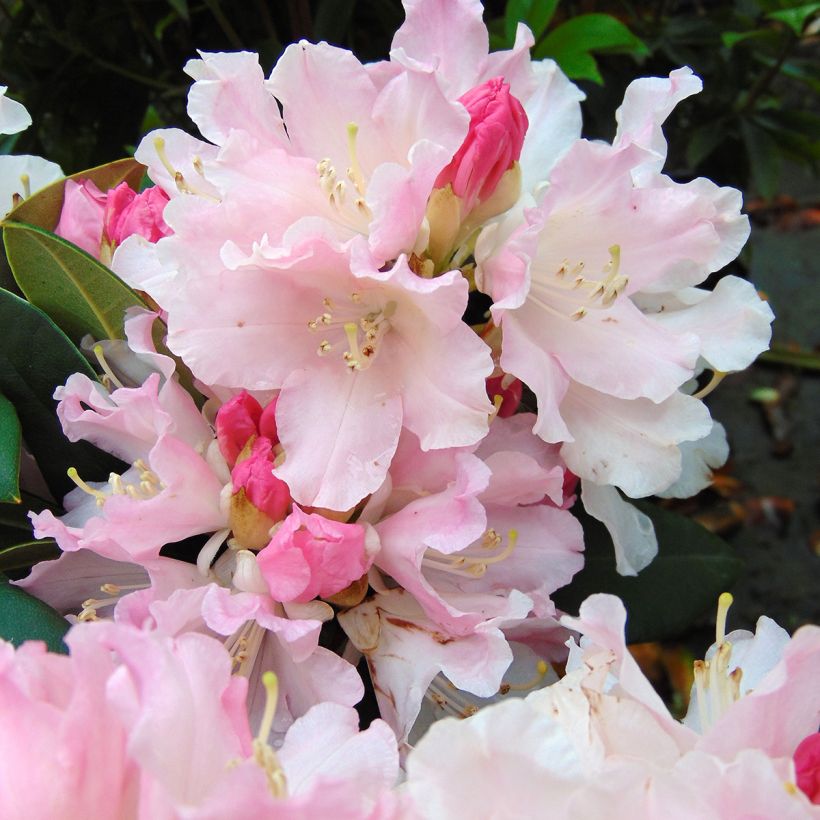 Rhododendron yakushimanum Dream Land (Flowering)