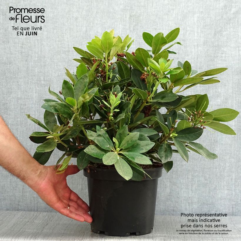Rhododendron yakushimanum Dream Land 3L/4L pot sample as delivered in summer