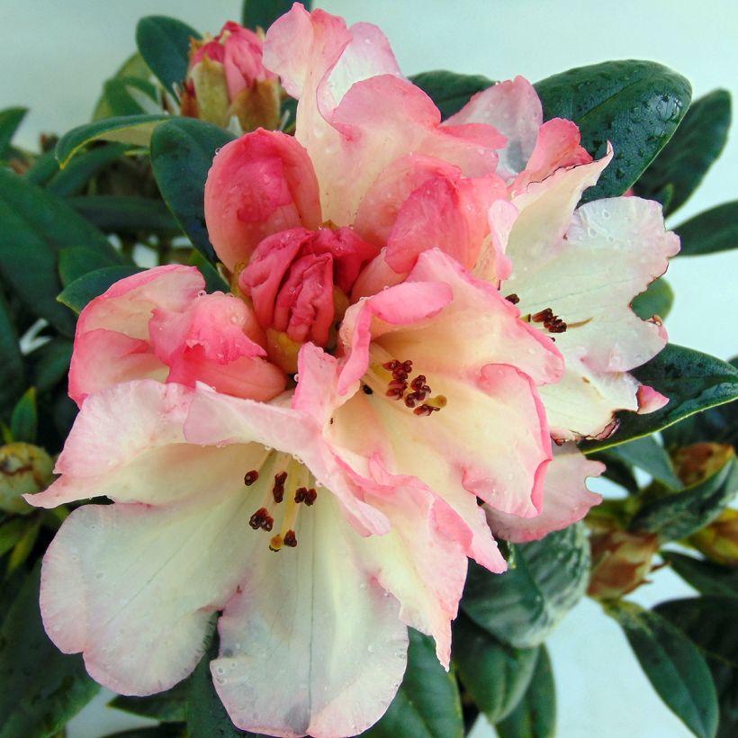 Rhododendron (x) yakushimanum Dusty Miller (Flowering)