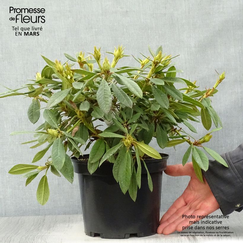 Rhododendron Elizabeth sample as delivered in spring