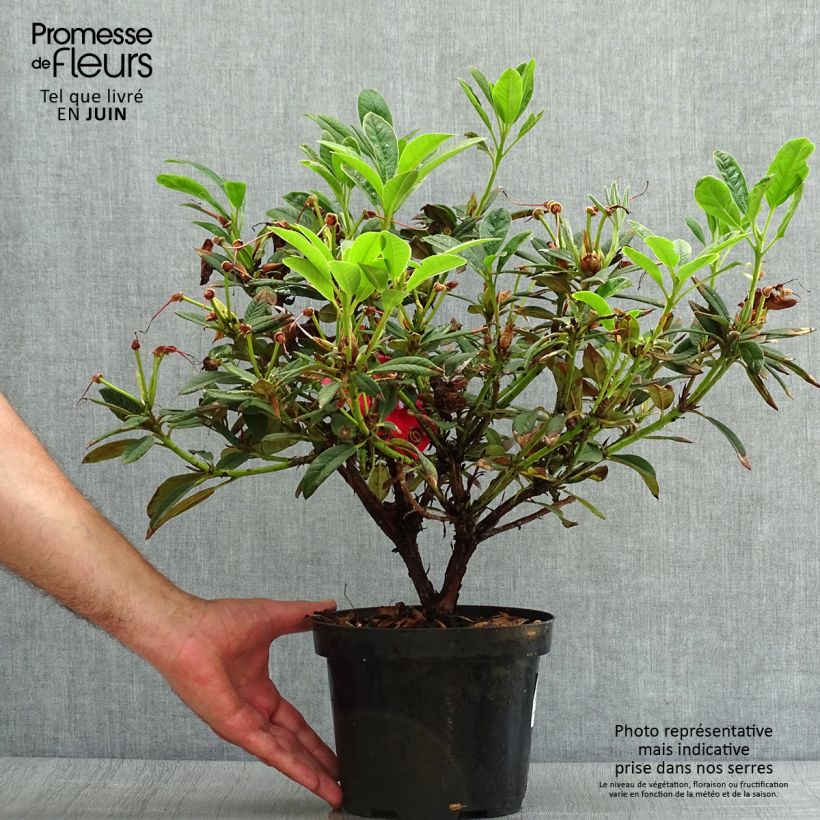 Rhododendron Elizabeth Red Foliage 2L/3L pot sample as delivered in summer