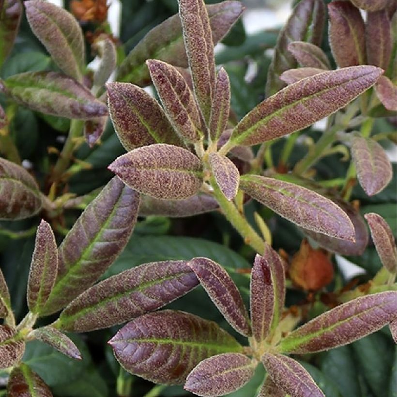 Rhododendron Elizabeth Red Foliage (Foliage)