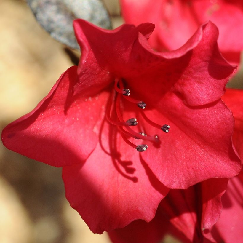 Rhododendron Elizabeth Red Foliage (Flowering)