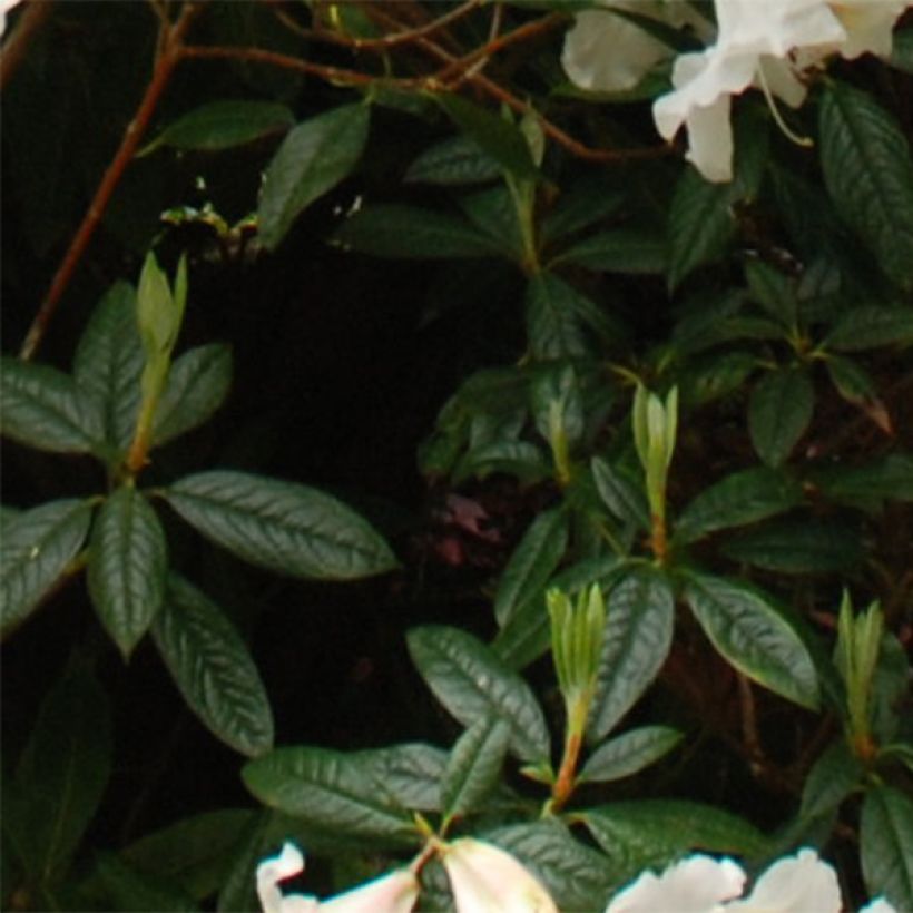 Rhododendron Fragrantissimum (Foliage)