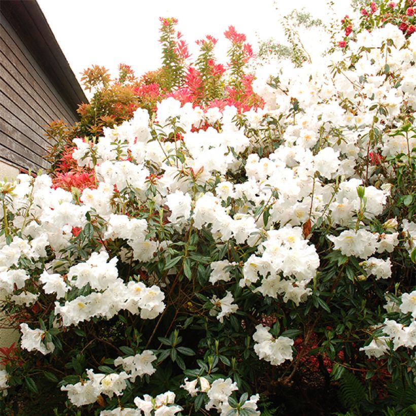 Rhododendron Fragrantissimum (Flowering)