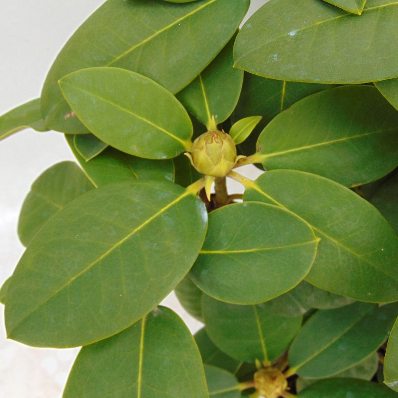 Rhododendron Germania (Foliage)