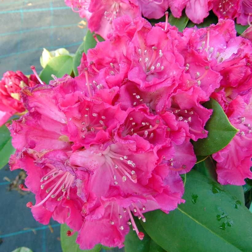 Rhododendron Germania (Flowering)