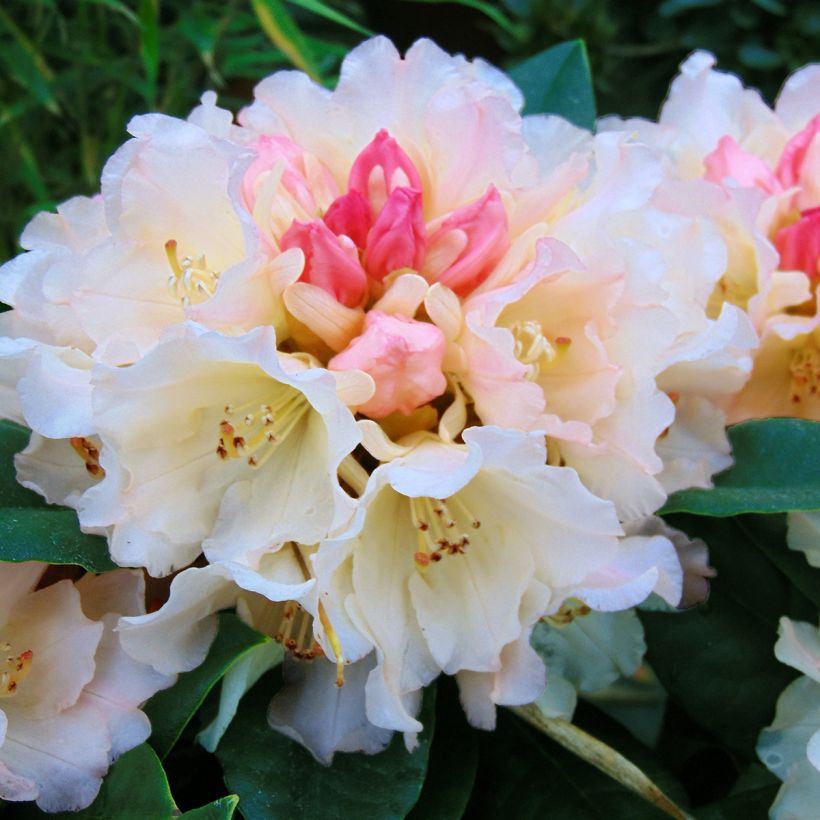 Rhododendron x yakushimanum Golden Torch (Flowering)