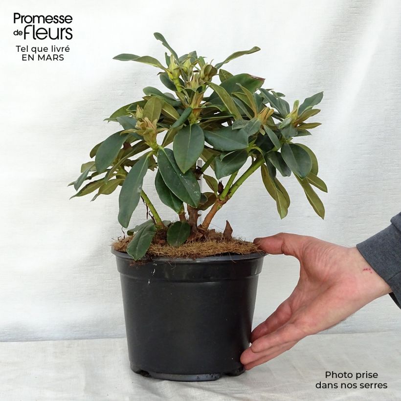 Rhododendron x yakushimanum Golden Torch sample as delivered in spring