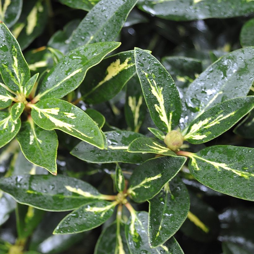 Rhododendron Goldflimmer (Foliage)