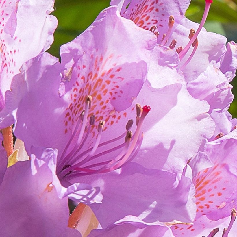 Rhododendron Goldflimmer (Flowering)