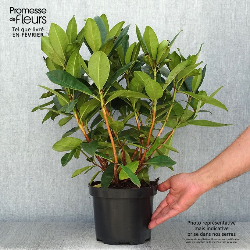 Rhododendron Gomer Waterer 3L/4L pot sample as delivered in autumn