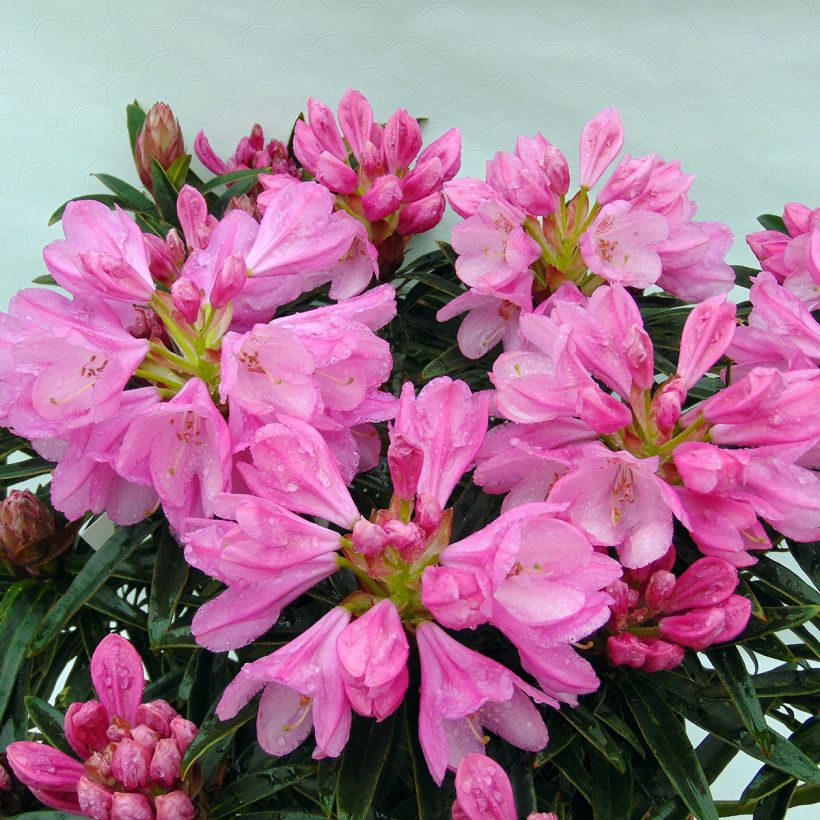 Rhododendron Graziella (Flowering)