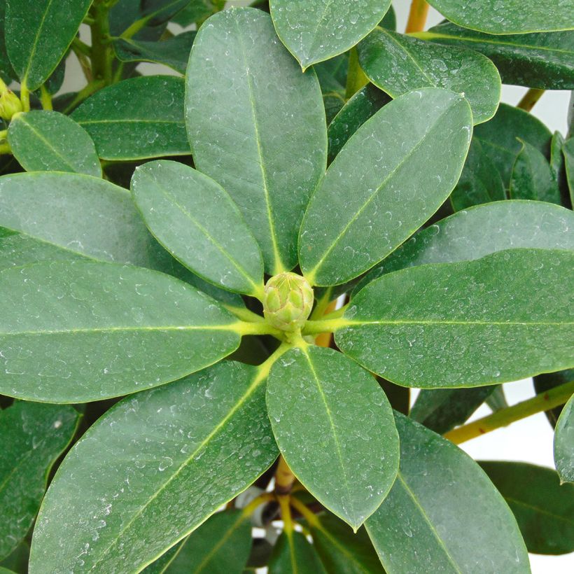 Rhododendron Horizon Monarch (Foliage)