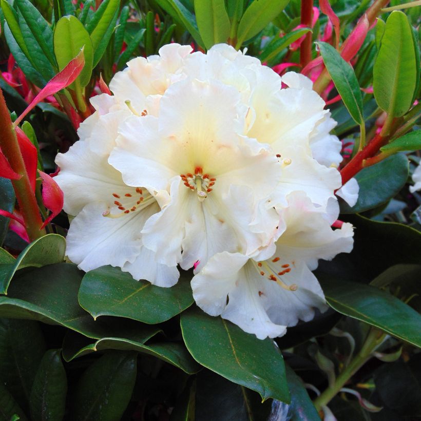 Rhododendron Horizon Monarch (Flowering)