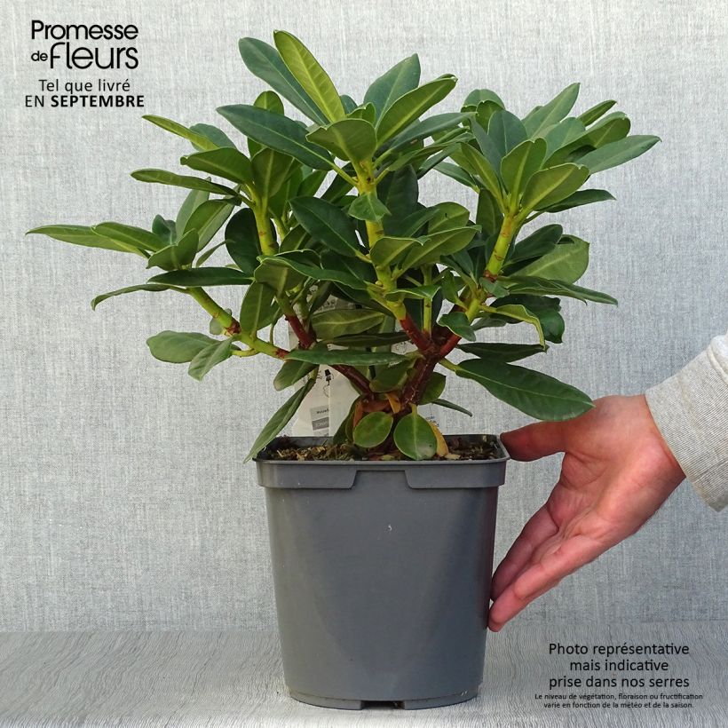 Rhododendron Horizon Monarch 4L/5L pot sample as delivered in autumn