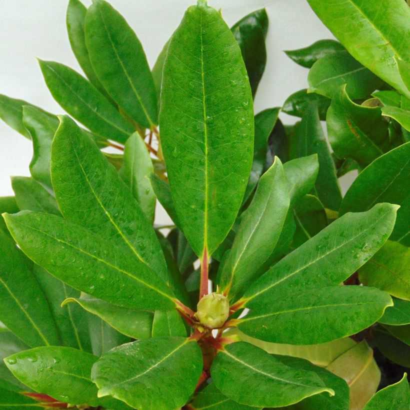 Rhododendron INKARHO Bellini (Foliage)