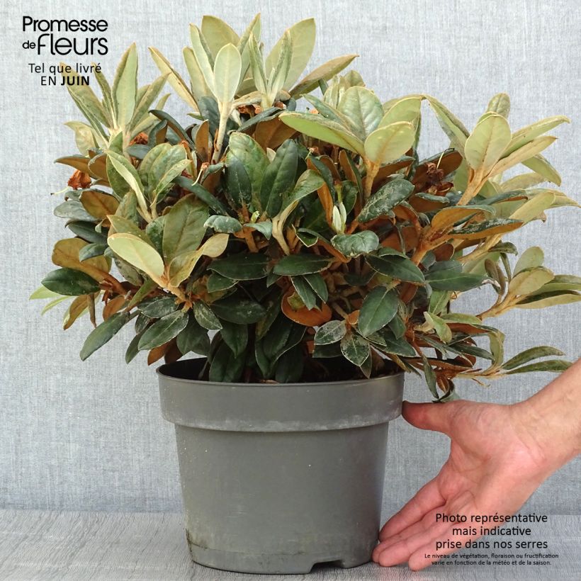 Rhododendron INKARHO Bellini 4L/5L pot sample as delivered in summer