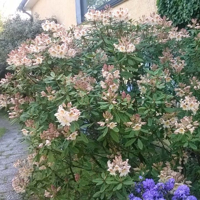 Rhododendron INKARHO Bernstein (Plant habit)