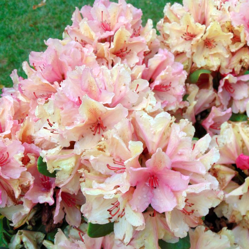 Rhododendron INKARHO Brasilia (Flowering)