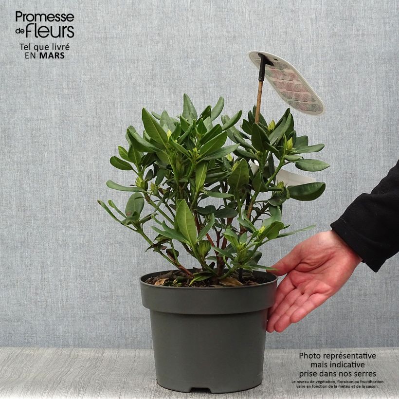 Rhododendron INKARHO Brasilia 4L/5L pot sample as delivered in spring