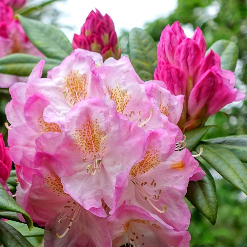Rhododendron INKARHO Brigitte (Flowering)