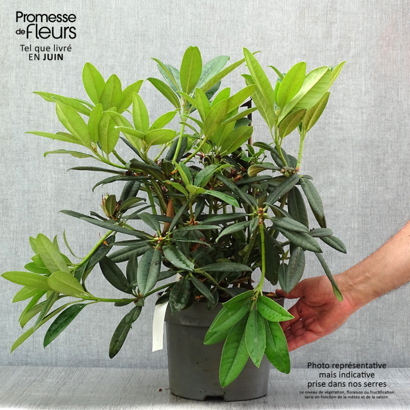 Rhododendron INKARHO Brigitte 4L/5L pot sample as delivered in summer