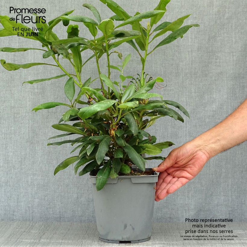 Rhododendron INKARHO Marcel Ménard 3L/4L pot sample as delivered in summer