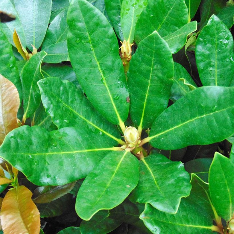 Rhododendron INKARHO Nova Zembla (Foliage)