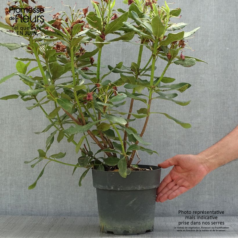 Rhododendron INKARHO Nova Zembla 4L/5L pot sample as delivered in summer