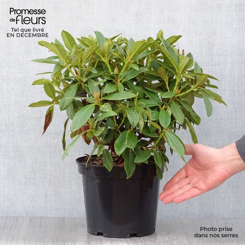 Rhododendron Jingle Bells 4L/5L pot sample as delivered in winter