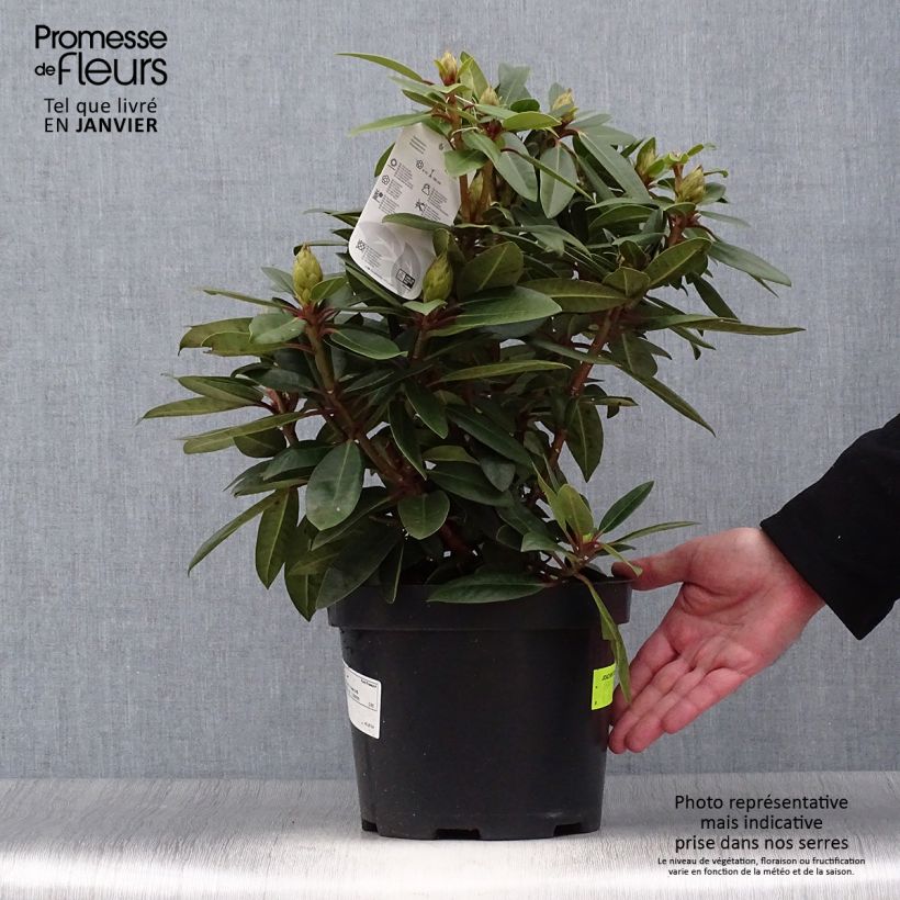 Rhododendron ponticum Kokardia 2L/3L pot sample as delivered in winter