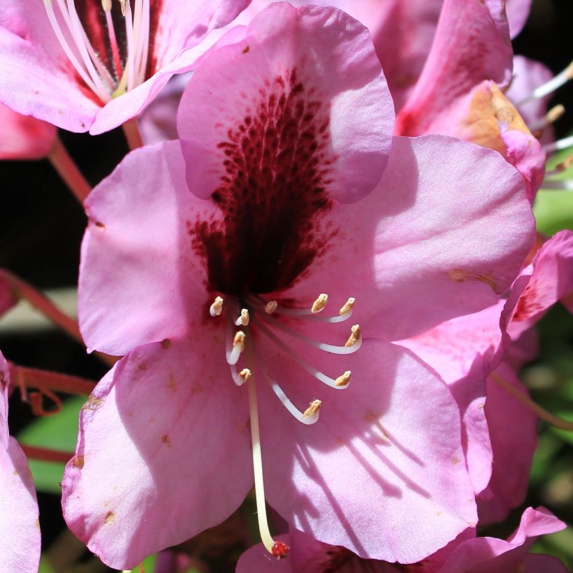 Rhododendron ponticum Kokardia (Flowering)