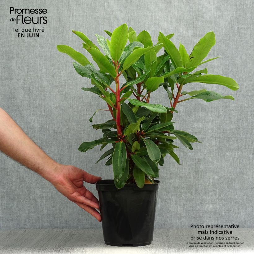 Rhododendron Lems Monarch 6L/7L pot sample as delivered in summer