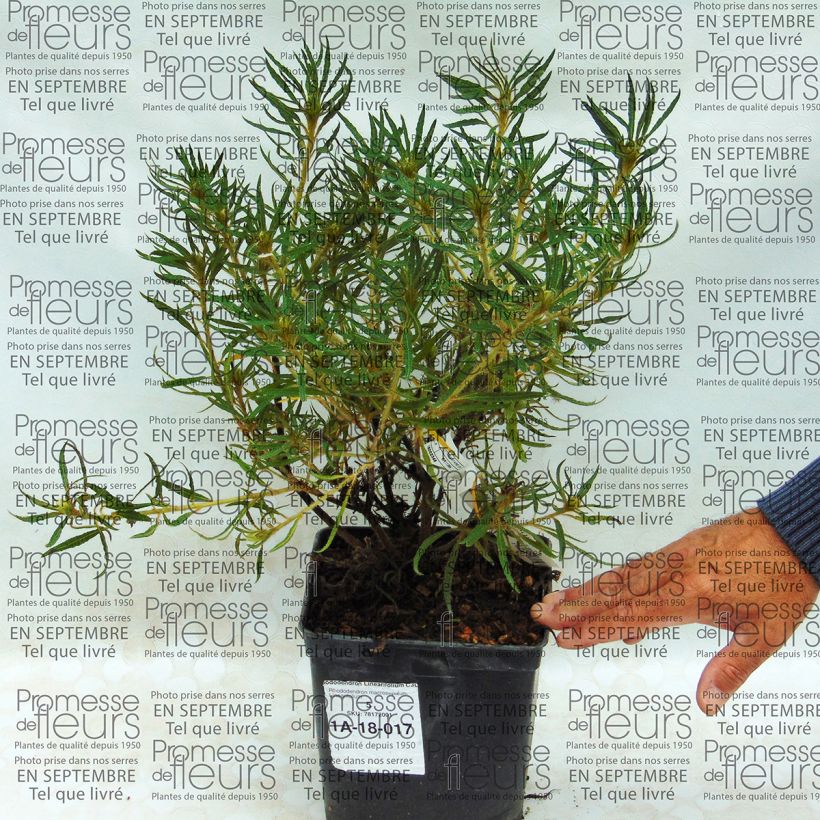 Example of Rhododendron Linearifolium - Dwarf Rhododendron specimen as delivered