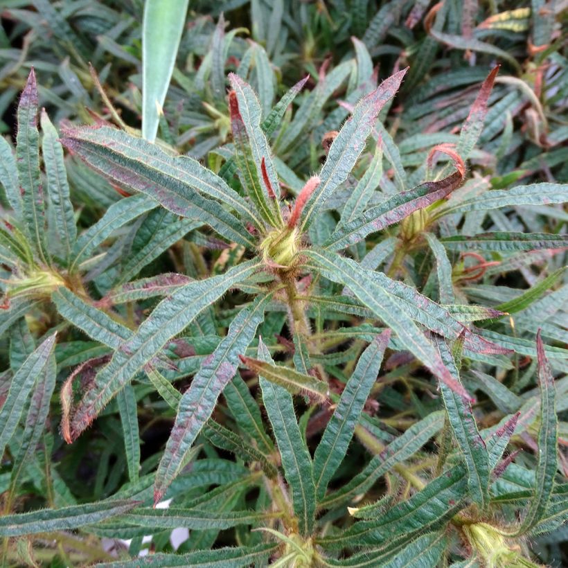 Rhododendron Linearifolium - Dwarf Rhododendron (Foliage)