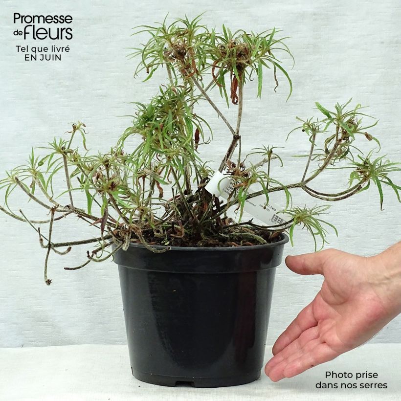 Rhododendron Linearifolium - Dwarf Rhododendron 4L/5L pot sample as delivered in summer