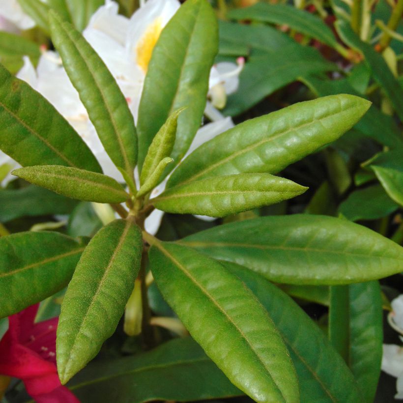 Rhododendron Madame Masson (Foliage)