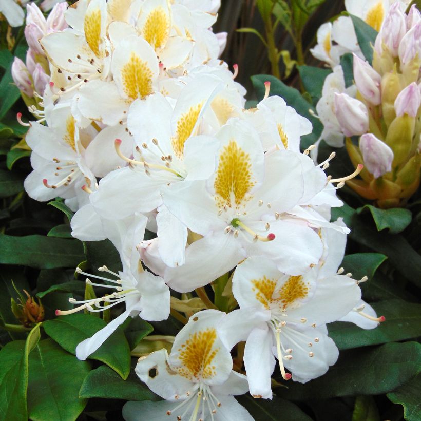 Rhododendron Madame Masson (Flowering)