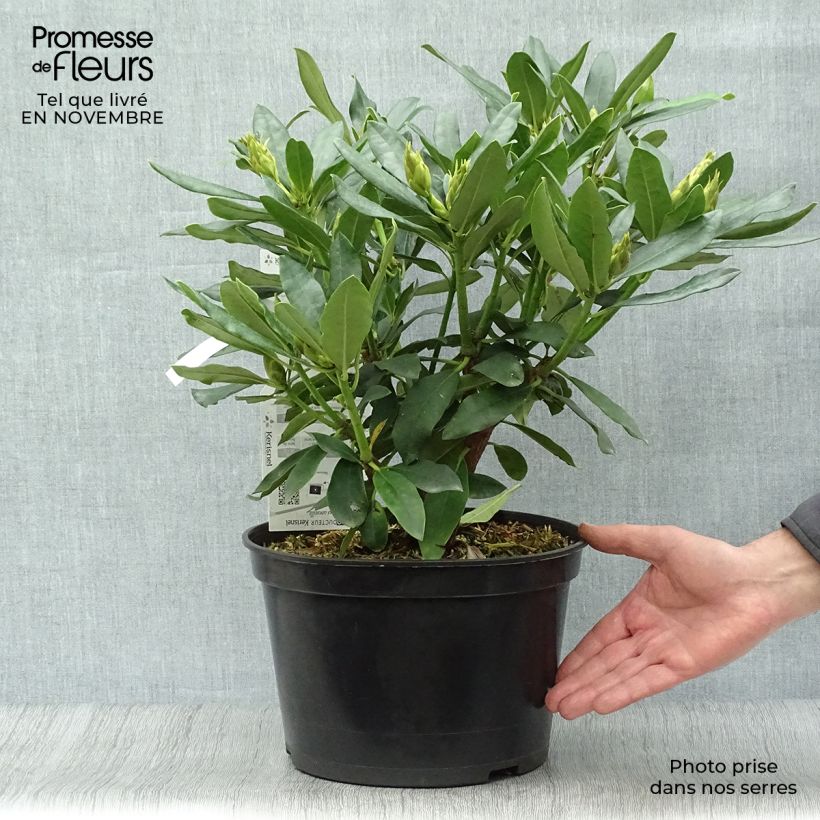Rhododendron Madame Masson 4L/5L pot sample as delivered in autumn
