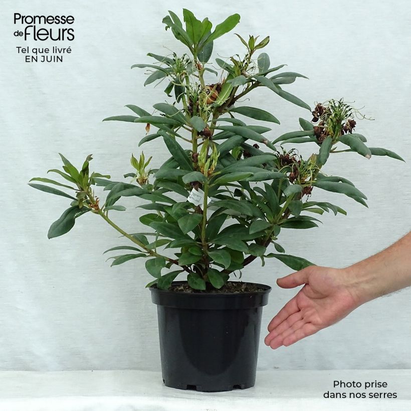 Rhododendron Monsieur Marcel Ménard 4L/5L pot sample as delivered in summer