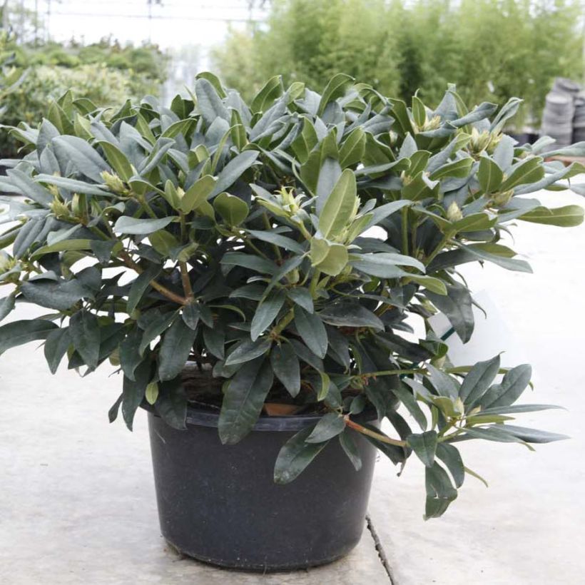Rhododendron Marie Forte (Plant habit)