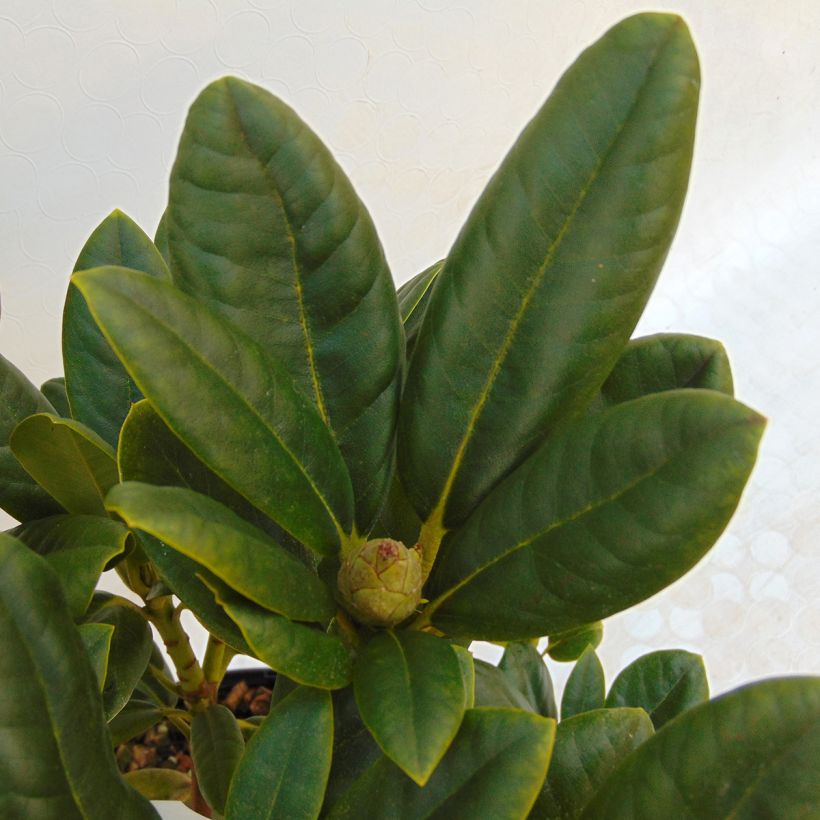 Rhododendron Melrose Flash (Foliage)